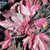 NINEBARK (Physocarpus opulifolius) "Summer Wine"