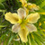 IRIS Louisiana hybrid (Wow Factor)