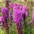 DWARF PURPLE BLAZING STARLiatris spicata (Kobold)