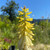 DWARF TORCH FLOWER Kniphofia  (Pineapple Popsicle)