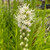 WHITE BLAZING STAR Liatris spicata (Floristan White)