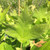 LONDON PLANE TREE Platanus acerifolia (Columbia)