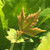LONDON PLANE TREE Platanus acerifolia (Columbia)