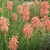 TORCH FLOWER Kniphofia  (Redhot Popsicle)