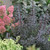 PURPLE-LEAVED NINEBARK (Physocarpus opulifolius) "Tiny Wine"