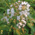 WHITE CRAPE MYRTLE Lagerstroemia  (Natchez)