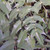 MAHONIA Mahonia media (Charity)
