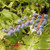 MAHONIA Mahonia media (Charity)