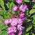 SUMMER PHLOX Phlox paniculata (Laura)