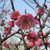 UME JAPANESE APRICOT Prunus mume