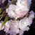 JAPANESE FLOWERING CHERRY Prunus  (Shogetsu)