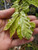 VARIEGATED PERSIAN WITCH Parrotia persica (Persian Lace)