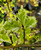 VARIEGATED PERSIAN WITCH Parrotia persica (Persian Lace)