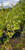 VARIEGATED PERSIAN WITCH Parrotia persica (Persian Lace)
