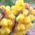 LONGLEAF OREGON GRAPE Mahonia nervosa