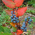 LONGLEAF OREGON GRAPE Mahonia nervosa