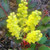 LONGLEAF OREGON GRAPE Mahonia nervosa