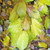 PERSIAN WITCH HAZEL Parrotia persica