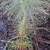 COULTER PINE (Pinus coulteri)