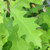 NUTTALL OAK Quercus texana nuttallii