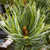 JAPANESE WHITE PINE Pinus parviflora (Venus)
