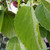 EVERBEARING MULBERRY Morus illinois (Illinois Everbearing)