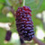 EVERBEARING MULBERRY Morus illinois (Illinois Everbearing)
