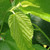 EVERBEARING MULBERRY Morus illinois (Illinois Everbearing)