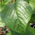EVERBEARING MULBERRY Morus illinois (Illinois Everbearing)