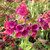 LUNGWORT Pulmonaria  (Raspberry Splash)