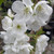 SWEET CHERRY (Prunus avium 'Rainier')