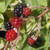 THORNLESS BLACKBERRY Rubus argutus (Navajo)