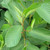 CASCARA Rhamnus purshiana