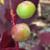 RED-LEAVED CHOKECHERRY Prunus virginiana (Shubert)