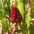 STAGHORN SUMAC (Rhus typhina)