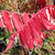 STAGHORN SUMAC (Rhus typhina)