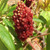 STAGHORN SUMAC (Rhus typhina)