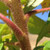 STAGHORN SUMAC (Rhus typhina)