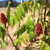 STAGHORN SUMAC (Rhus typhina)