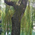 WEEPING WILLOW Salix babylonica