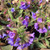 LUNGWORT Pulmonaria  (Trevi Fountain)