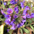 LUNGWORT Pulmonaria  (Trevi Fountain)