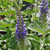 SUNNY BORDER SPEEDWELL Veronica longifolia (Sunny Border)