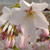FLOWERING CHERRY Prunus yedoensis (Akebono)