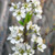 PLUM Prunus salicina (Santa Rosa)