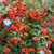 PYRACOMELES (Berry Box)