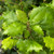 CALIFORNIA LIVE OAK Quercus agrifolia