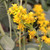 CANADA GOLDENROD Solidago canadensis