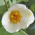 JAPANESE STEWARTIA Stewartia pseudocamellia