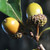 EASTERN WHITE OAK Quercus alba